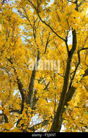 Liriodendron tulipifera fastigiatum. Tulip tree in autumn at RHS Wisley Gardens, Surrey, England Stock Photo