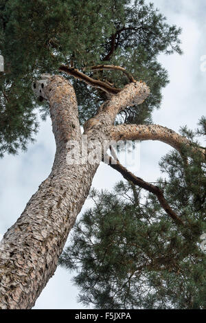 Pinus Sylvestris. Looking up to the canopy of the Scots pine tree Stock Photo