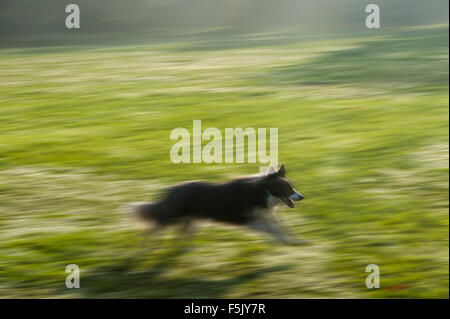 A sheepdog runs quickly across a field Stock Photo