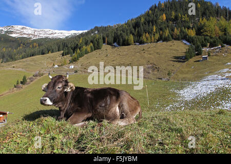 Grazing cattle on pasture in front of autumnal mountain landscape, Lechtal, Tyrol, Austria Stock Photo