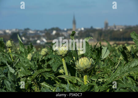 St Pol de Leon, Finistère,Brittany, France. Oct 2015 Artichokes growing with the skyline of St Pol de Leon in background Stock Photo