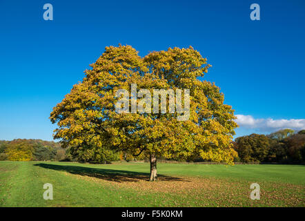 Mature Sycamore tree with leaves changing in autumn sunshine in Brabyns park near Stockport, Greater Manchester. Stock Photo