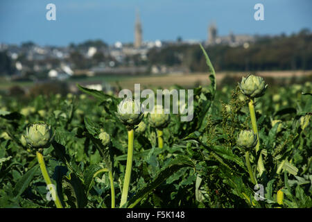 St Pol de Leon, Finistère,Brittany, France. Oct 2015 Artichokes growing with the skyline of St Pol de Leon in background Stock Photo