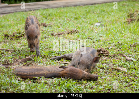 Baby wild boars sleeping on grass Stock Photo
