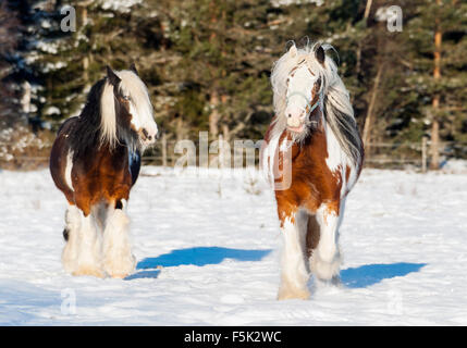 Irish Tinker horse Stock Photo