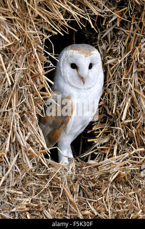 Barn owl (Tyto alba) in haystack / straw bale in barn Stock Photo