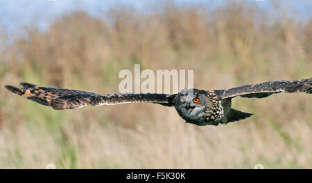 Eurasian eagle-owl / European eagle owl (Bubo bubo) flying over meadow
