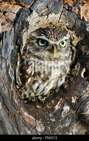 Little owl (Athene noctua) looking through nest hole in old tree
