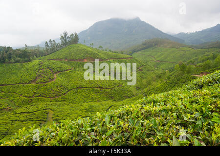 Tea plantations munnar india Stock Photo