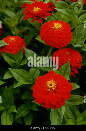 Close-up of red zinnias Stock Photo