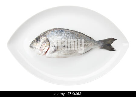 Dorada seafood on a white oval dish isolated on white background. Also known as bream sea fish. Raw food. Stock Photo
