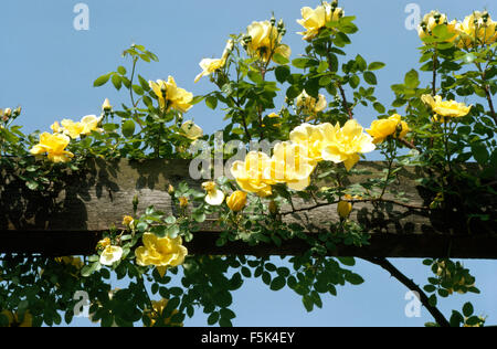 Close-up of yellow climbing Canary Bird roses on a rustic wooden pole Stock Photo