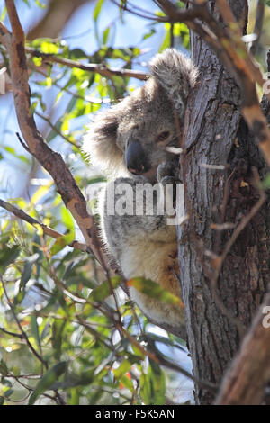 Koala (Phascolarctos cinereus) sitting on a eucalyptus tree on Raymond Island in Lake King, Victoria, Australia. Stock Photo