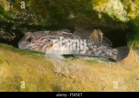 Round goby, Black spotted goby, Caspian round goby or Ginger goby (Neogobius melanostomus) Stock Photo