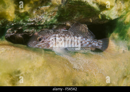 Granite Quarry Aleksandrovskiy, Ukraine. 4th Oct, 2015. Round goby (Neogobius melanostomus) granite quarry Aleksandrovskiy, Ukraine © Andrey Nekrasov/ZUMA Wire/ZUMAPRESS.com/Alamy Live News Stock Photo