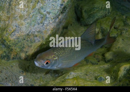 Granite Quarry Aleksandrovskiy, Ukraine. 4th Oct, 2015. common rudd (Scardinius erythrophthalmus) granite quarry Aleksandrovskiy, Ukraine © Andrey Nekrasov/ZUMA Wire/ZUMAPRESS.com/Alamy Live News Stock Photo