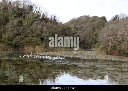 Bosherston Lily Ponds, Pembrokeshire, Dyfed, Wales, Great Britain, United Kingdom, UK, Europe Stock Photo