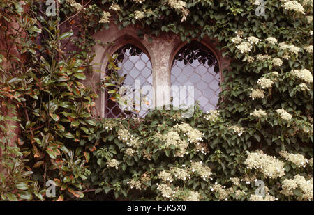Close-up of hydrangea petiolaris growing around  lattice window of a country house Stock Photo