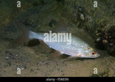 Granite Quarry Aleksandrovskiy, Ukraine. 4th Oct, 2015. common rudd (Scardinius erythrophthalmus) granite quarry Aleksandrovskiy, Ukraine © Andrey Nekrasov/ZUMA Wire/ZUMAPRESS.com/Alamy Live News Stock Photo