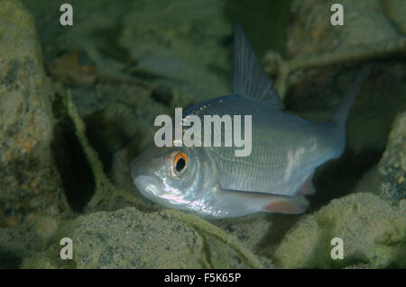 Granite Quarry Aleksandrovskiy, Ukraine. 4th Oct, 2015. common rudd (Scardinius erythrophthalmus) granite quarry Aleksandrovskiy, Ukraine © Andrey Nekrasov/ZUMA Wire/ZUMAPRESS.com/Alamy Live News Stock Photo