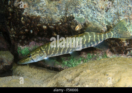 Granite Quarry Aleksandrovskiy, Ukraine. 4th Oct, 2015. northern pike (Esox lucius) granite quarry Aleksandrovskiy, Ukraine © Andrey Nekrasov/ZUMA Wire/ZUMAPRESS.com/Alamy Live News Stock Photo