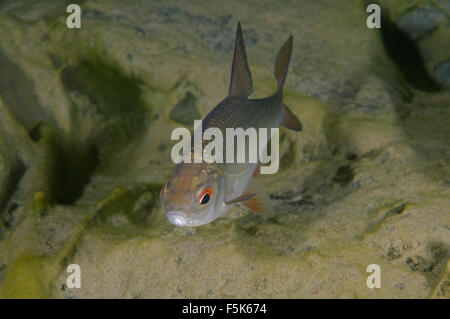 Granite Quarry Aleksandrovskiy, Ukraine. 4th Oct, 2015. common rudd (Scardinius erythrophthalmus) granite quarry Aleksandrovskiy, Ukraine © Andrey Nekrasov/ZUMA Wire/ZUMAPRESS.com/Alamy Live News Stock Photo