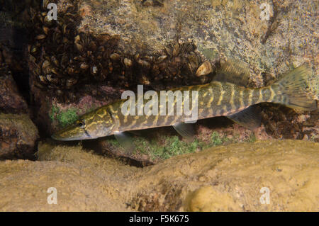 Granite Quarry Aleksandrovskiy, Ukraine. 4th Oct, 2015. northern pike (Esox lucius) granite quarry Aleksandrovskiy, Ukraine © Andrey Nekrasov/ZUMA Wire/ZUMAPRESS.com/Alamy Live News Stock Photo