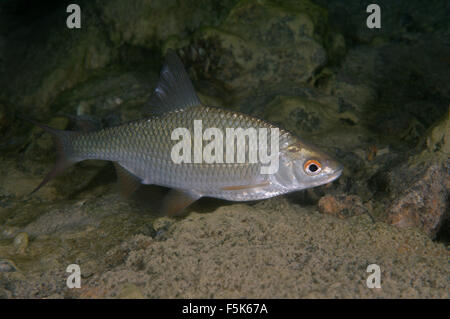 Granite Quarry Aleksandrovskiy, Ukraine. 4th Oct, 2015. common rudd (Scardinius erythrophthalmus) granite quarry Aleksandrovskiy, Ukraine © Andrey Nekrasov/ZUMA Wire/ZUMAPRESS.com/Alamy Live News Stock Photo