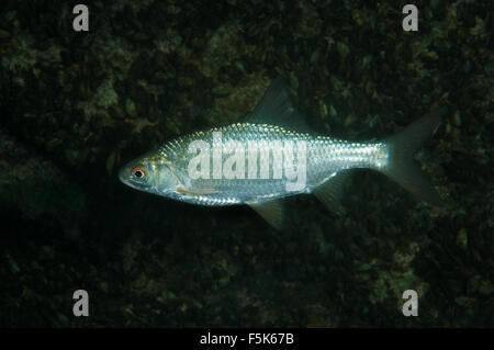 Granite Quarry Aleksandrovskiy, Ukraine. 4th Oct, 2015. common rudd (Scardinius erythrophthalmus) granite quarry Aleksandrovskiy, Ukraine © Andrey Nekrasov/ZUMA Wire/ZUMAPRESS.com/Alamy Live News Stock Photo