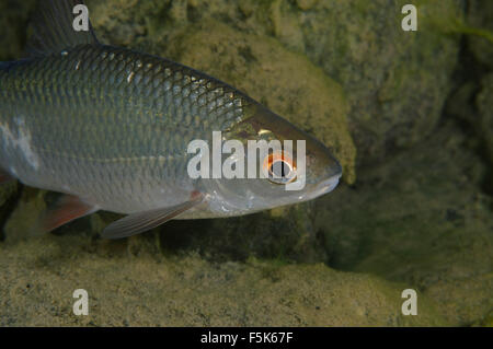 Granite Quarry Aleksandrovskiy, Ukraine. 4th Oct, 2015. common rudd (Scardinius erythrophthalmus) granite quarry Aleksandrovskiy, Ukraine © Andrey Nekrasov/ZUMA Wire/ZUMAPRESS.com/Alamy Live News Stock Photo