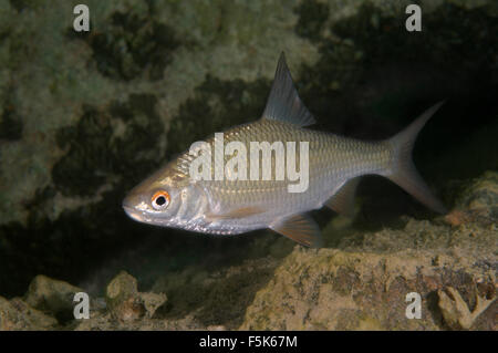 Granite Quarry Aleksandrovskiy, Ukraine. 4th Oct, 2015. common rudd (Scardinius erythrophthalmus) granite quarry Aleksandrovskiy, Ukraine © Andrey Nekrasov/ZUMA Wire/ZUMAPRESS.com/Alamy Live News Stock Photo