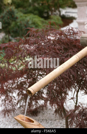 Close-up of water pouring between bamboo pipes against a small Acer in a Japanese style water feature Stock Photo