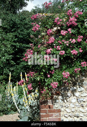 Pink climbing roses and yellow Verbascum in walled garden Stock Photo