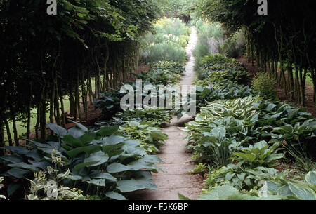 Hostas growing either side of narrow paved path through a small avenue of pleached trees in a large country garden in summer Stock Photo