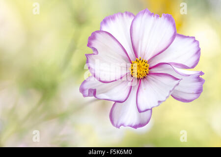 Close up of the Cosmos flower Stock Photo