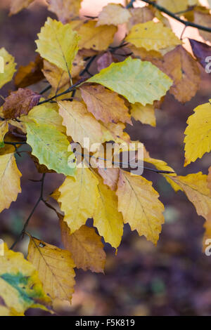 Fagus crenata. Japanese beech tree leaves in Autumn. Stock Photo