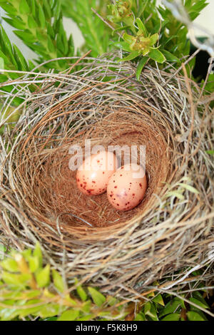 Birds nest with eggs in their natural habitat Stock Photo - Alamy