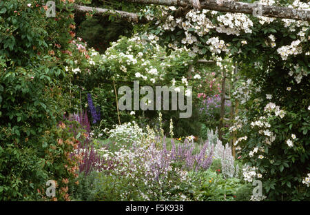 White climbing roses with blue delphiniums and salvia in a border in a walled country garden in summer Stock Photo