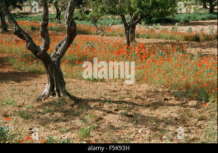 Poppies growing in rough field in the South of France Stock Photo