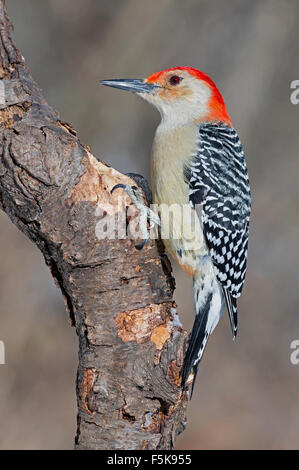 Red-bellied Woodpecker, male (Melanerpes carolinus) Eastern USA