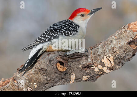 Red-bellied Woodpecker, male (Melanerpes carolinus) Eastern USA Stock Photo