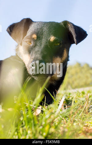 Artistic portrait of black mix breed dog with out of focus grass straws in front of the camera Stock Photo