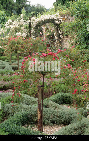 Red standard roses edged with clipped lavender in a walled knot garden with pink climbing roses on the walls Stock Photo