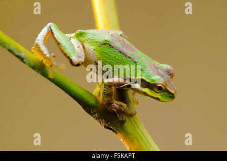 Northern Pacific Tree frog climbing down a yellow green reed. Stock Photo