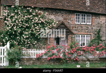 Exterior of a brick cottage with a pale pink climbing rose on the walls and an American Pillar rose on a white picket fence Stock Photo