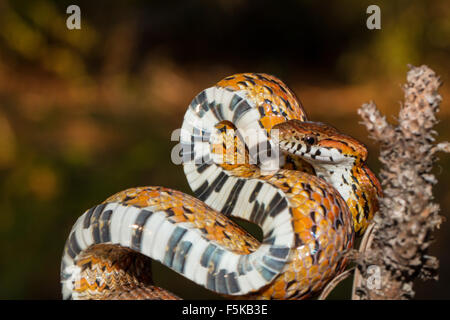 Corn snake in striking position - Pantherophis guttatus Stock Photo ...