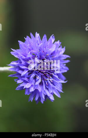 Blue Centaurea cyanus or also known as Cornflower Stock Photo