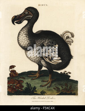 Hooded dodo, Raphus cucullatus, extinct flightless bird. Handcoloured copperplate engraving by John Pass after George Edwards from John Wilkes' Encyclopedia Londinensis, London, 1803. Stock Photo