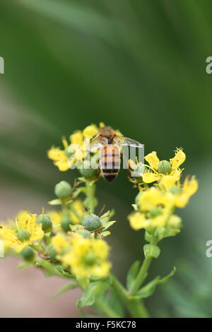 Close up of a bee on Ruta graveolens flowers or also known as rue, common rue or herb-of-grace Stock Photo