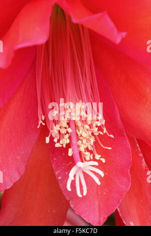 Macro shot of Epiphyllum flower center Stock Photo